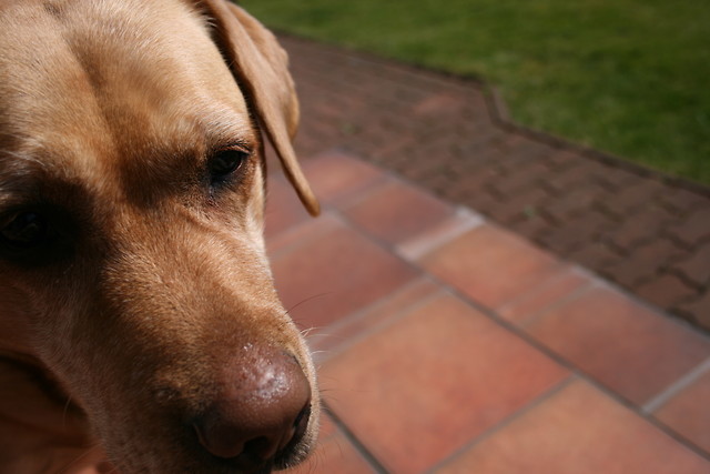 zle