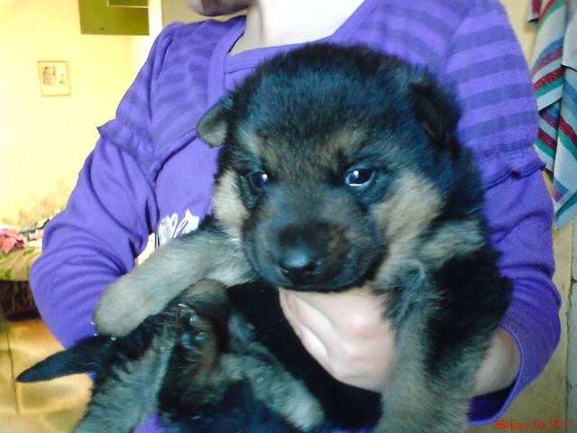 PIESEK.......