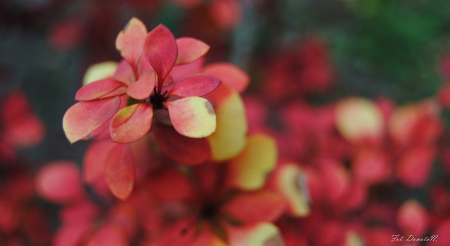 Wpis donataphotography