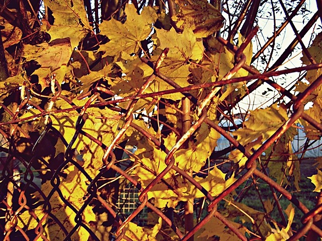  te licie .