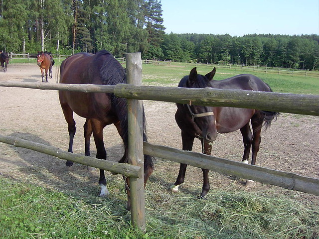 Wpis fourhooves