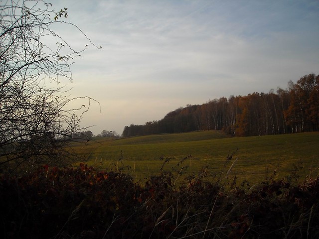 Wpis zdziebochy