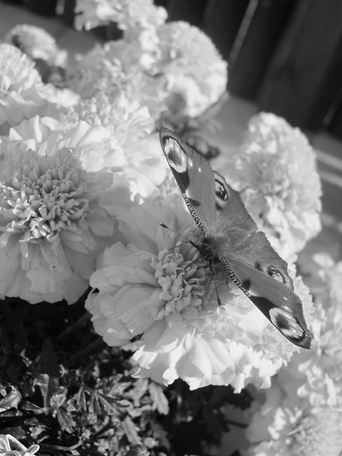 49.