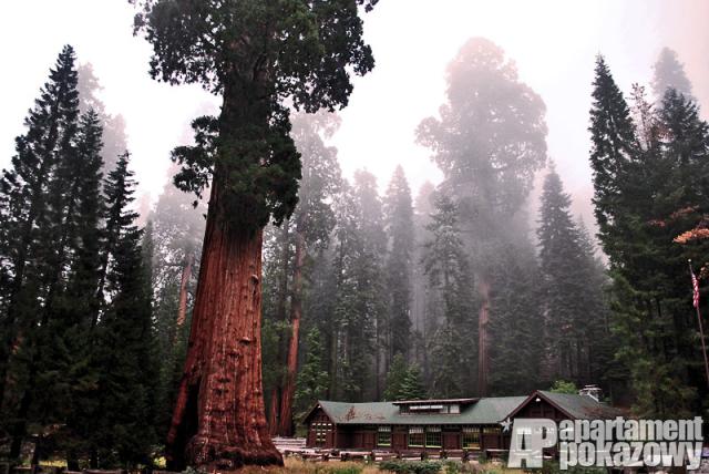 Sequoia National Park