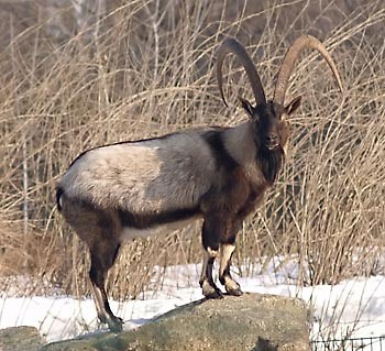 Koza bezoarowa