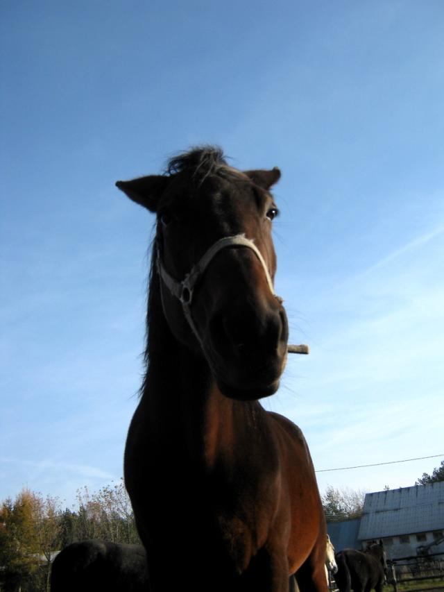 Moja:*