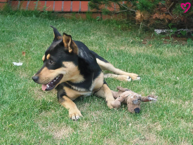 Psiak