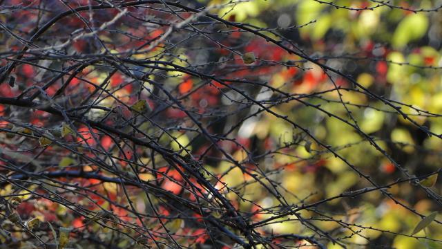 autum