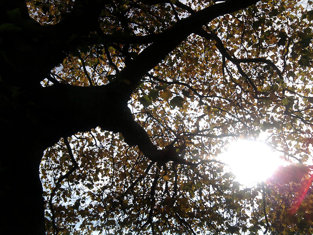 reaching to Sun.