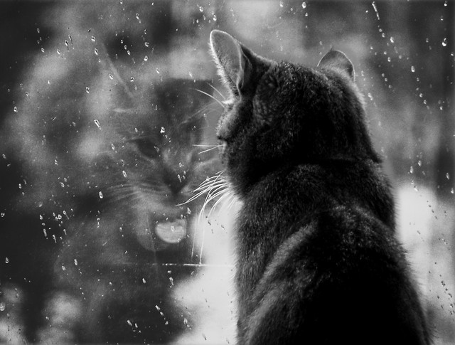No Sound but the Wind.
