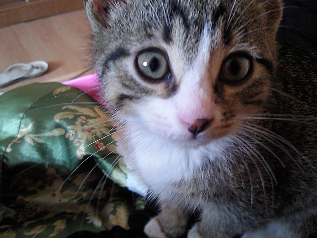 Maciek