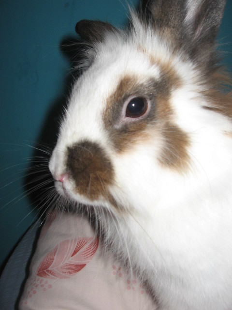 , krlica xd