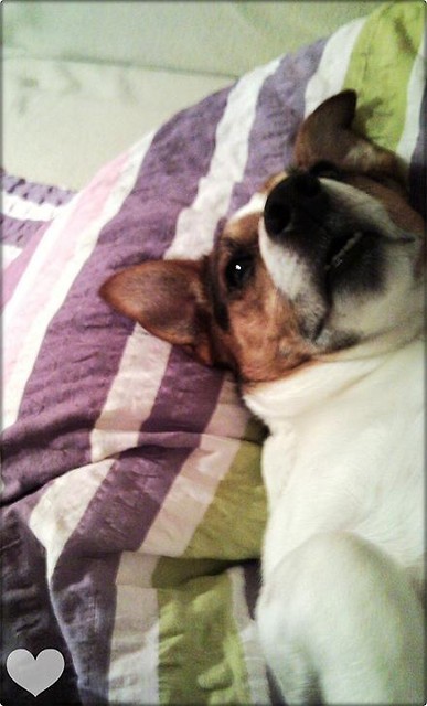 ; * Maksio.