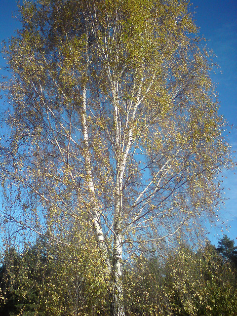 Wpis madziak0410