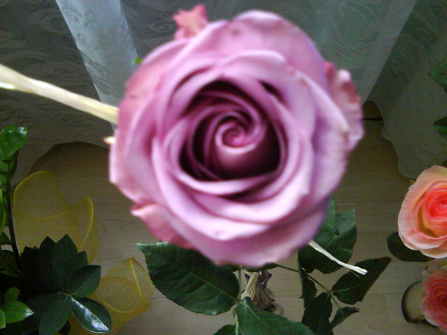 Rose 2