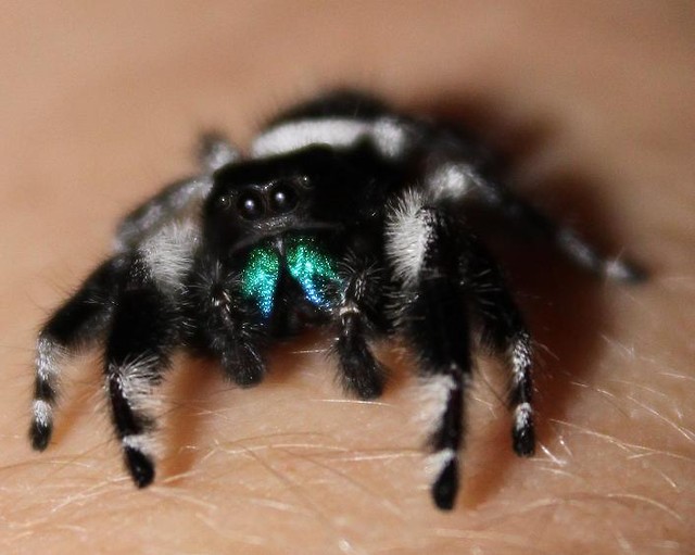 Phidippus regius samiec