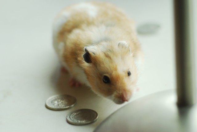 chomcio