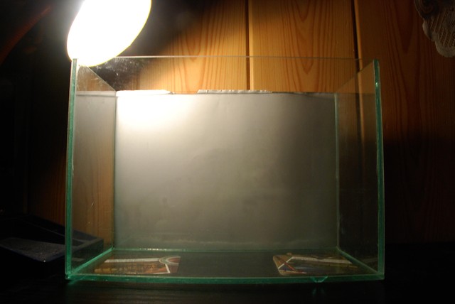 Iwagumi step 1.