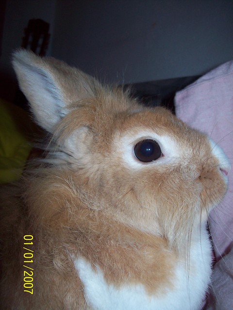 Wpis angelibax