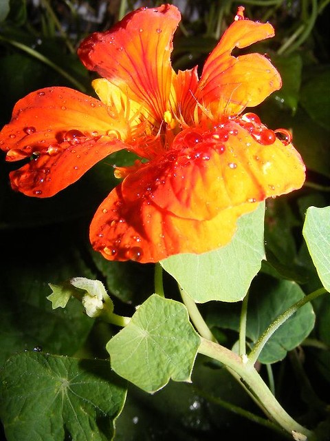 Wpis paulaclasa