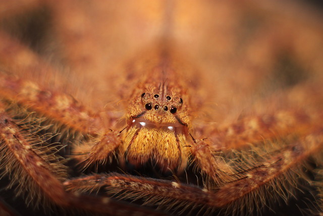 Heteropoda davidbowie