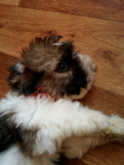 Mj liczny piesek :)