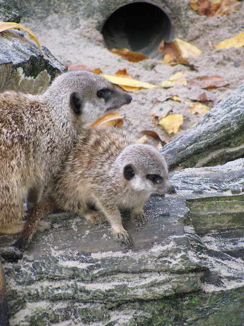 Wpis wunderlichewelt