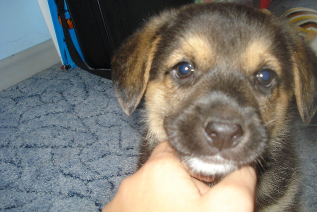 Pyszu ;**