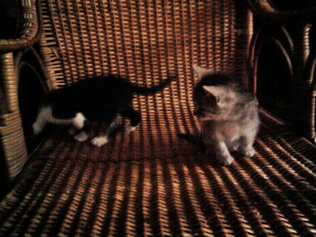 kicio   ;p