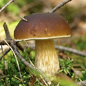 Wpis ximpulsiive