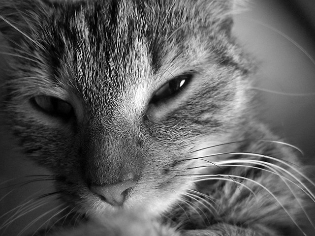 Misia.
