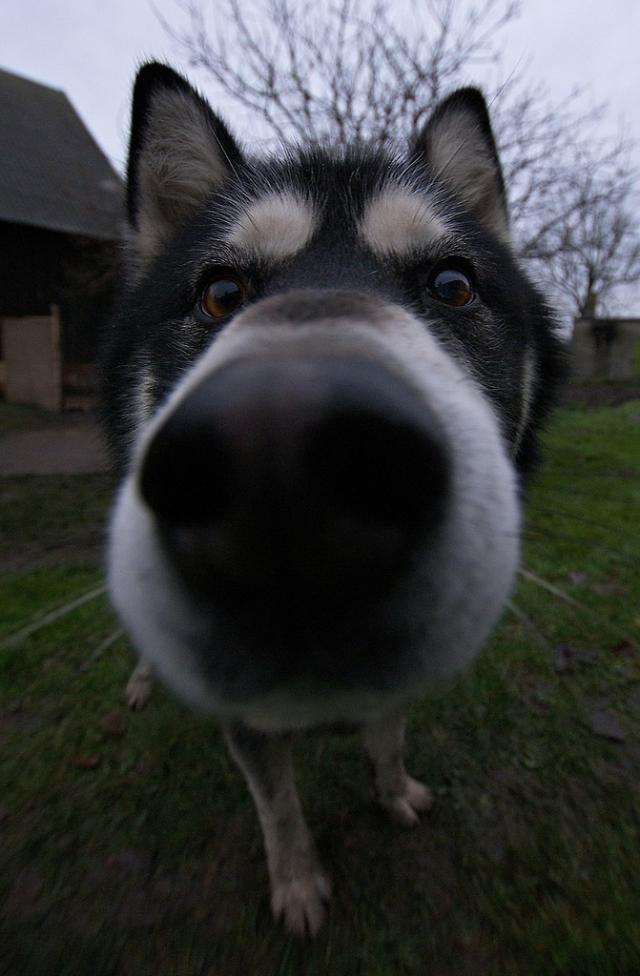 Maksio