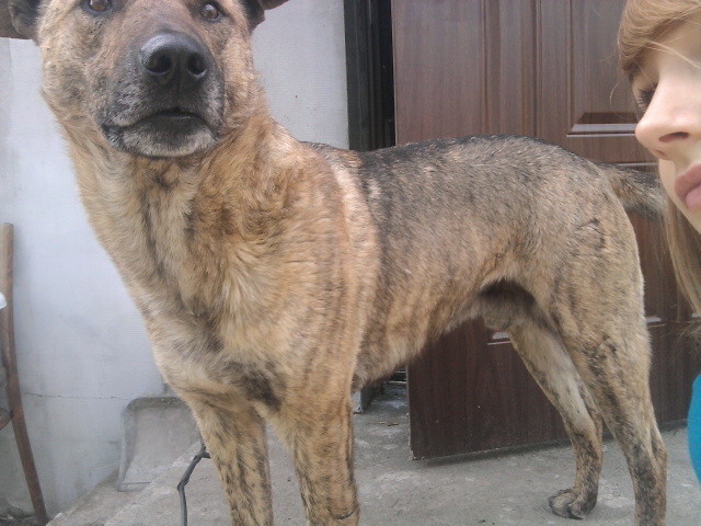 misiek ;**