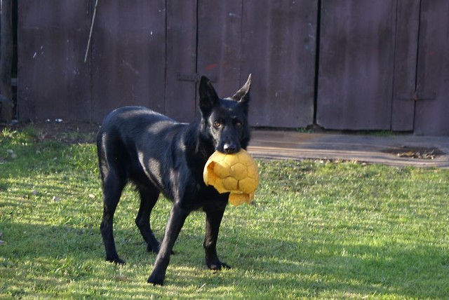 Nie dam! grrr!