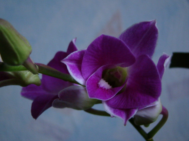 Dendrobium