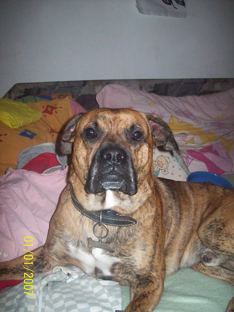 Wpis angelibax