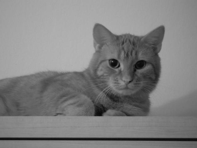 Maskotka?... Mam! ^^