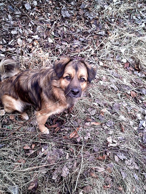Shaggy ; )))