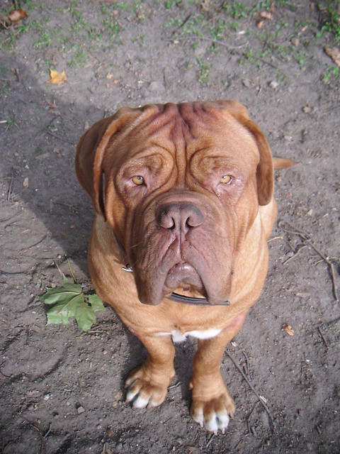 Beniio