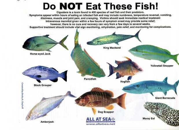 99% of fish are edible