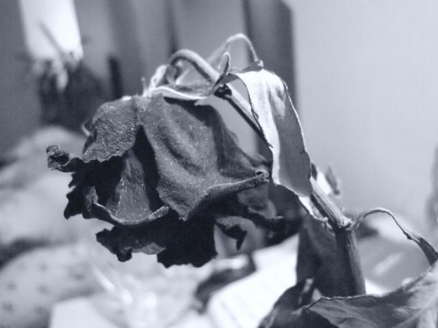 Death Rose II