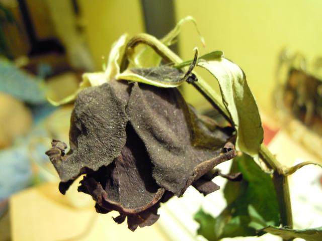 Death Rose III