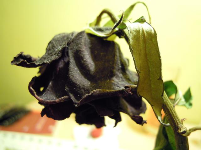 Death Rose IV
