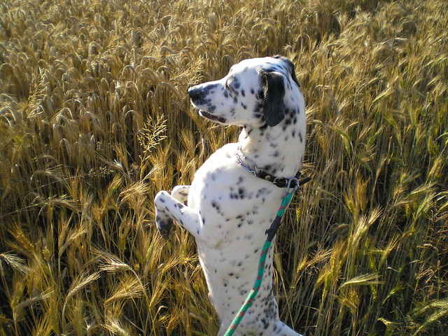 Buszujcy w zbou :) 
