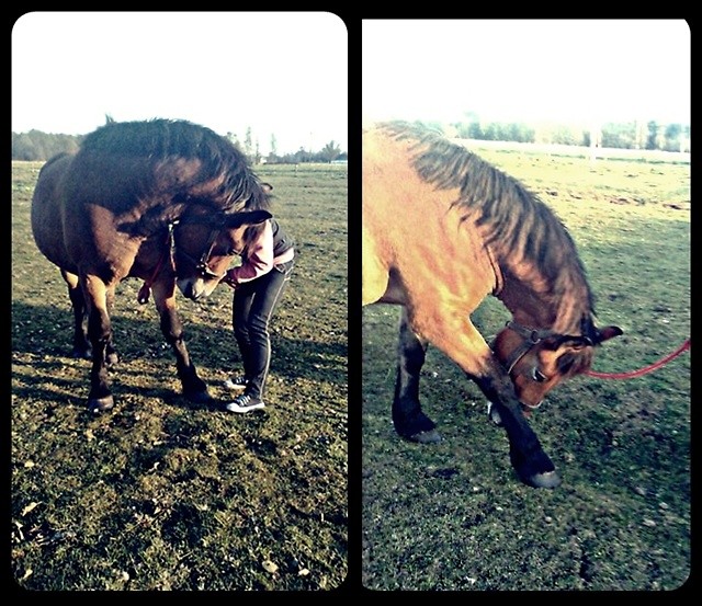 Wpis lovehorses12