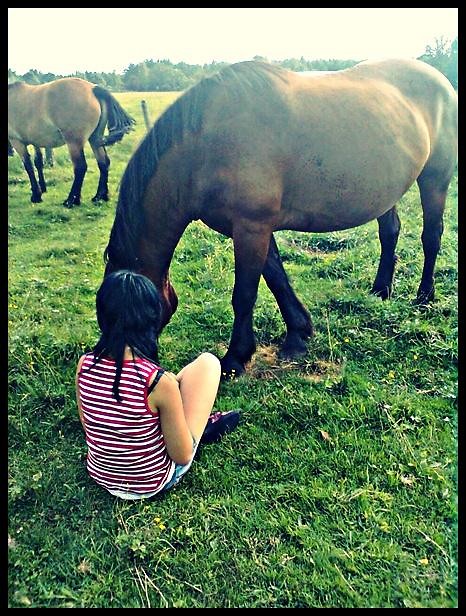 Wpis lovehorses12