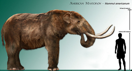 mastodont!