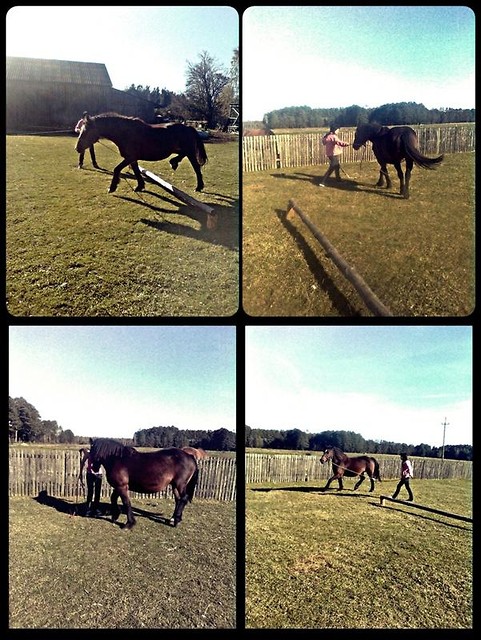 Wpis lovehorses12