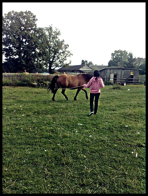 Wpis lovehorses12