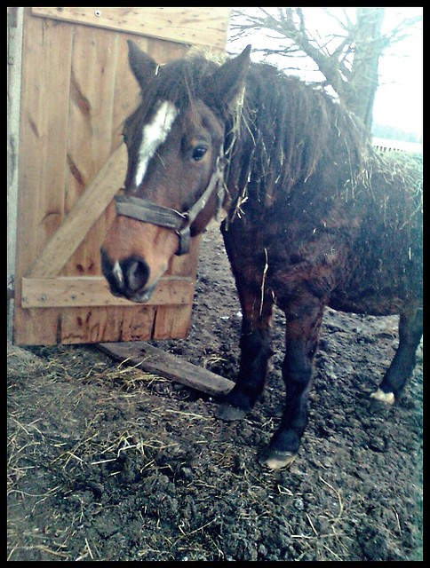 Wpis lovehorses12